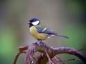 Great Tit.JPG